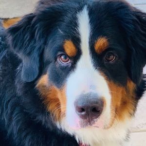 Meet your Posher, Elena